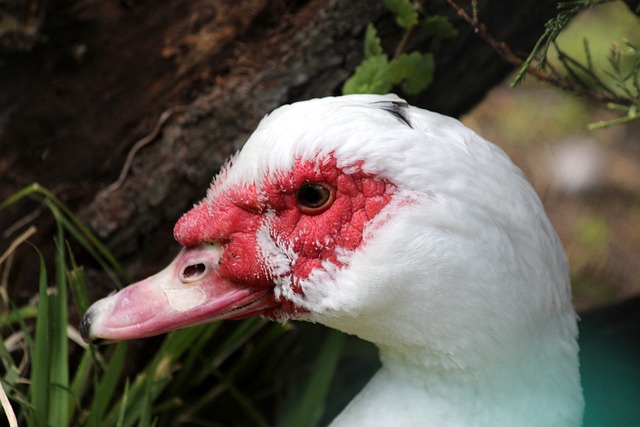 仅是因为核 仅是因为核