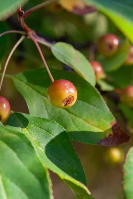 执教凯文 执教凯文